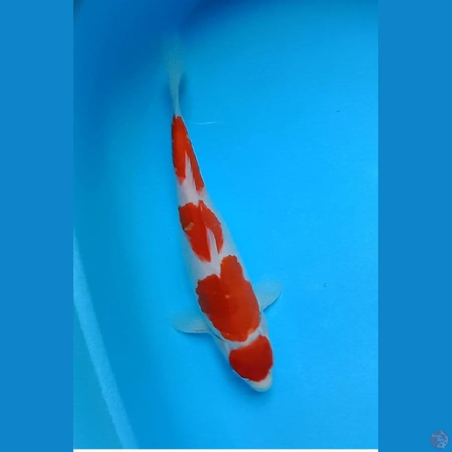 Marruten Kohaku