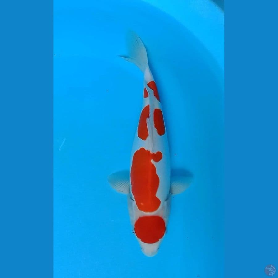 MARUTEN KOHAKU DOITSU