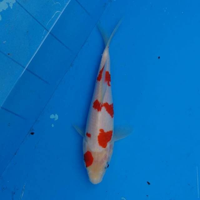 Kohaku Sakura F1
