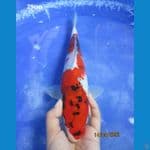 SHOWA 29CM