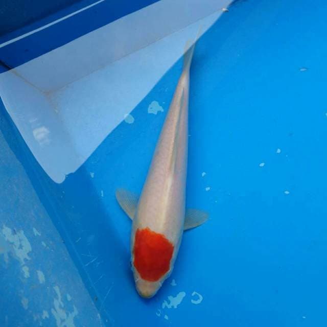 Tancho Mulus Ori F1