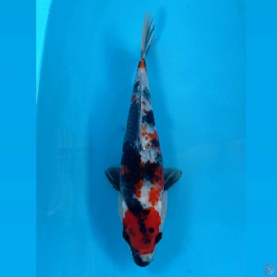 kin showa, 27 cm