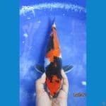 SHOWA 29CM