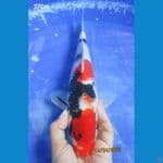SHOWA 27CM