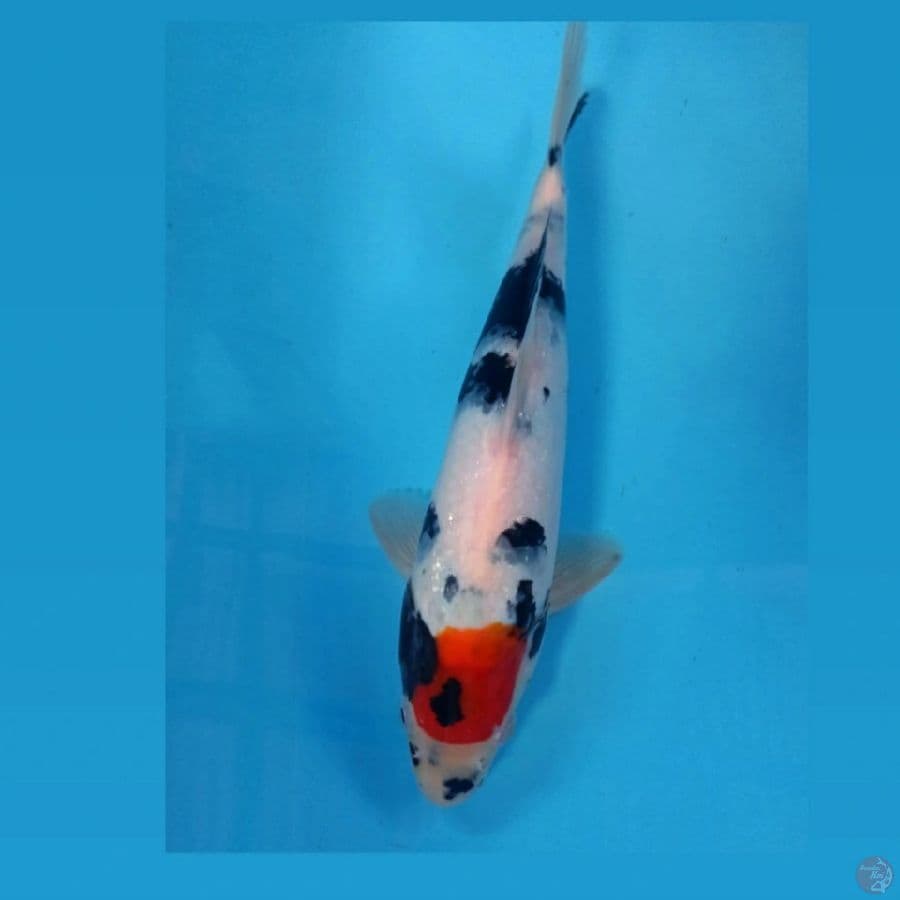 tancho showa, 30 cm