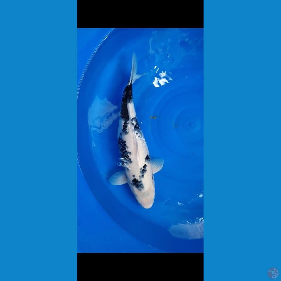 Shiro Indukan Super 55cm Putih Salju