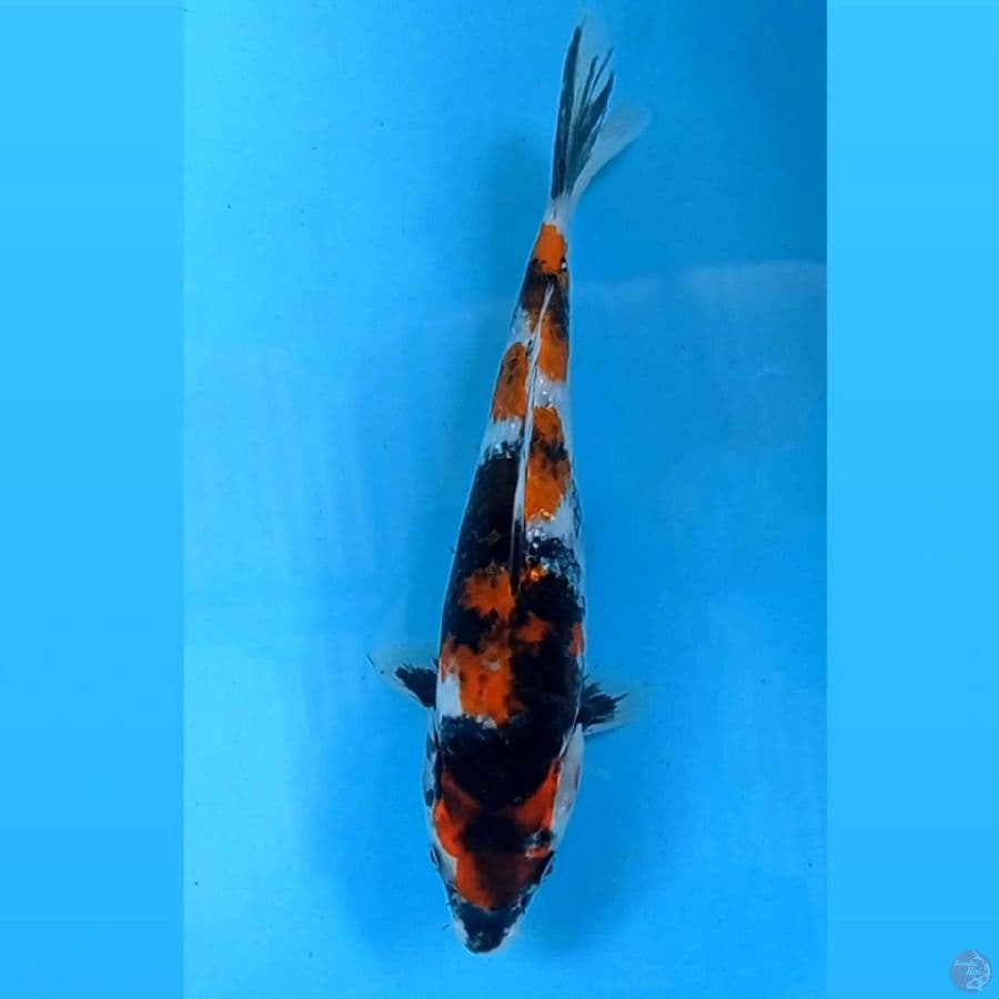kin showa, 26 cm