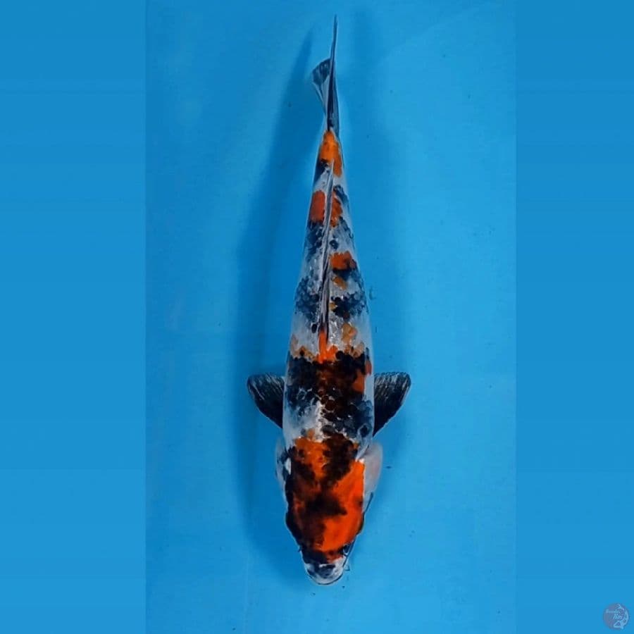 kin showa, 27 cm