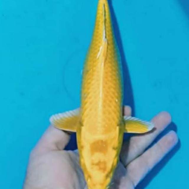 Yamabuki ogon 29cm