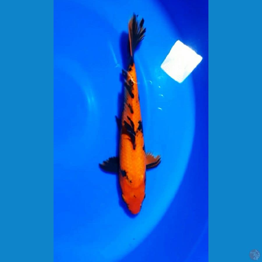 Hi Utsuri Impor 34cm Shinoda Farm