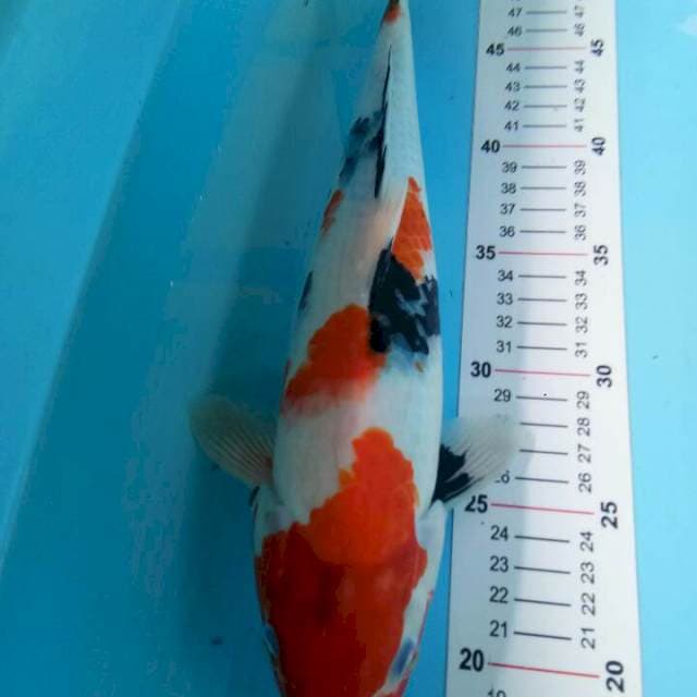 Showa 34 cm