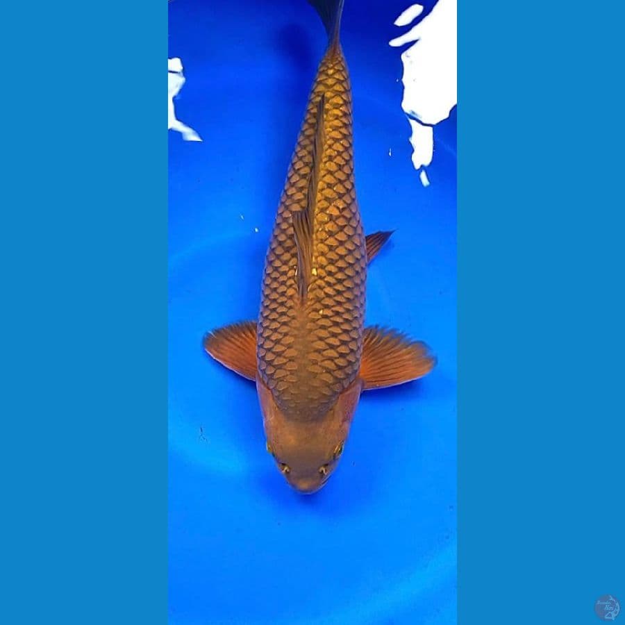 cagoi karamel breder kusnul koi