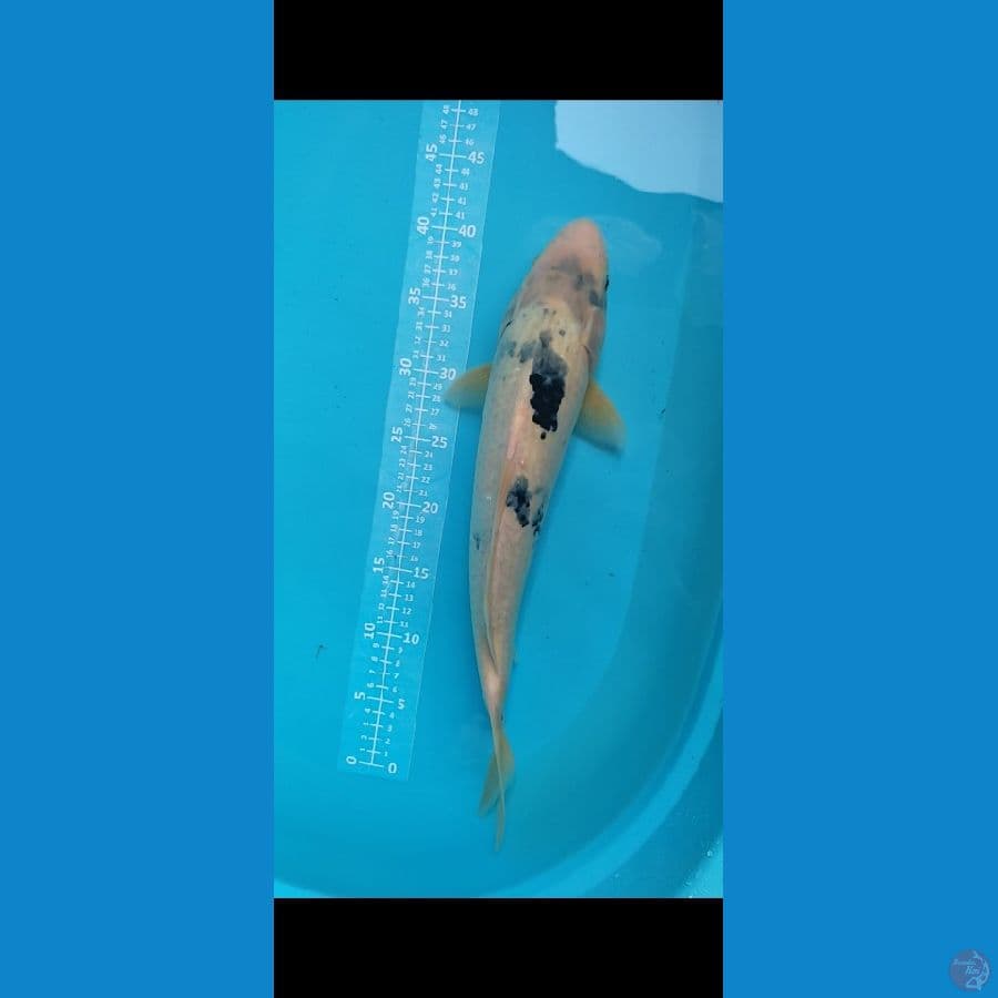 Shiro Jantan 45cm