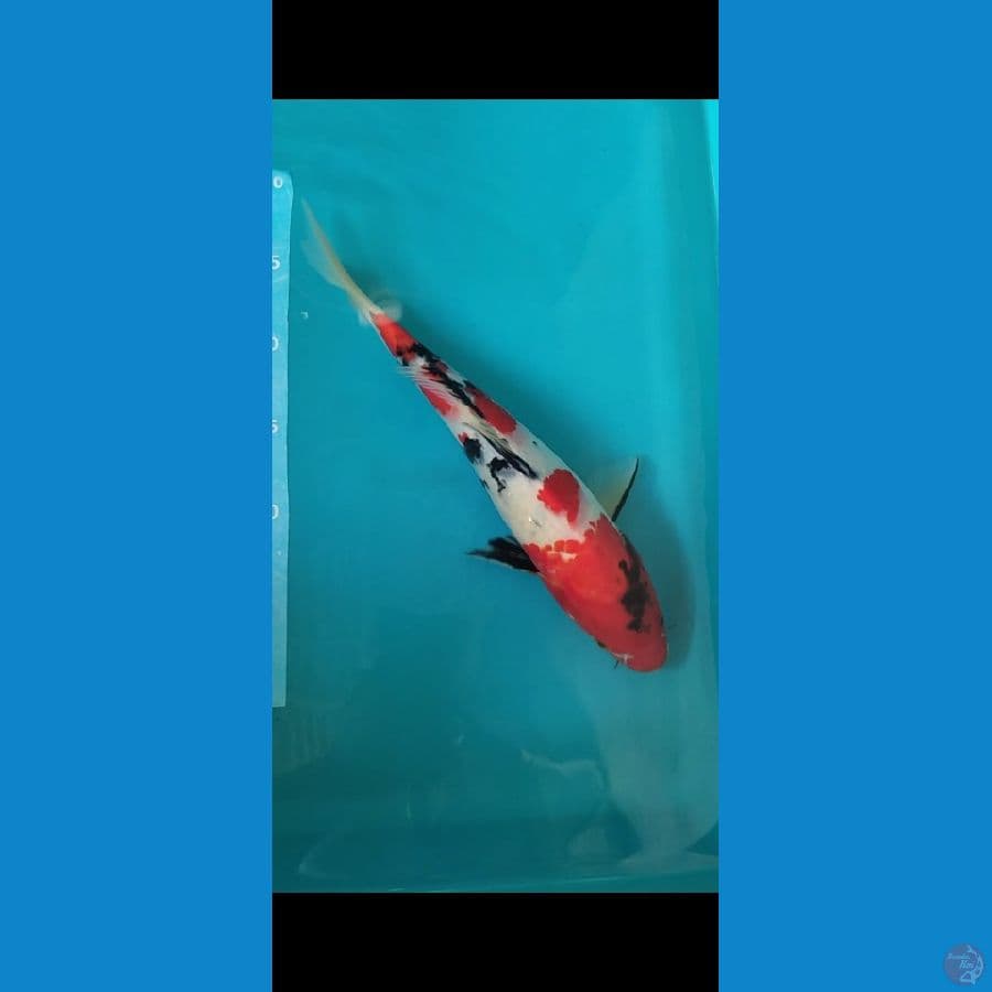 showa merah strong 34cm