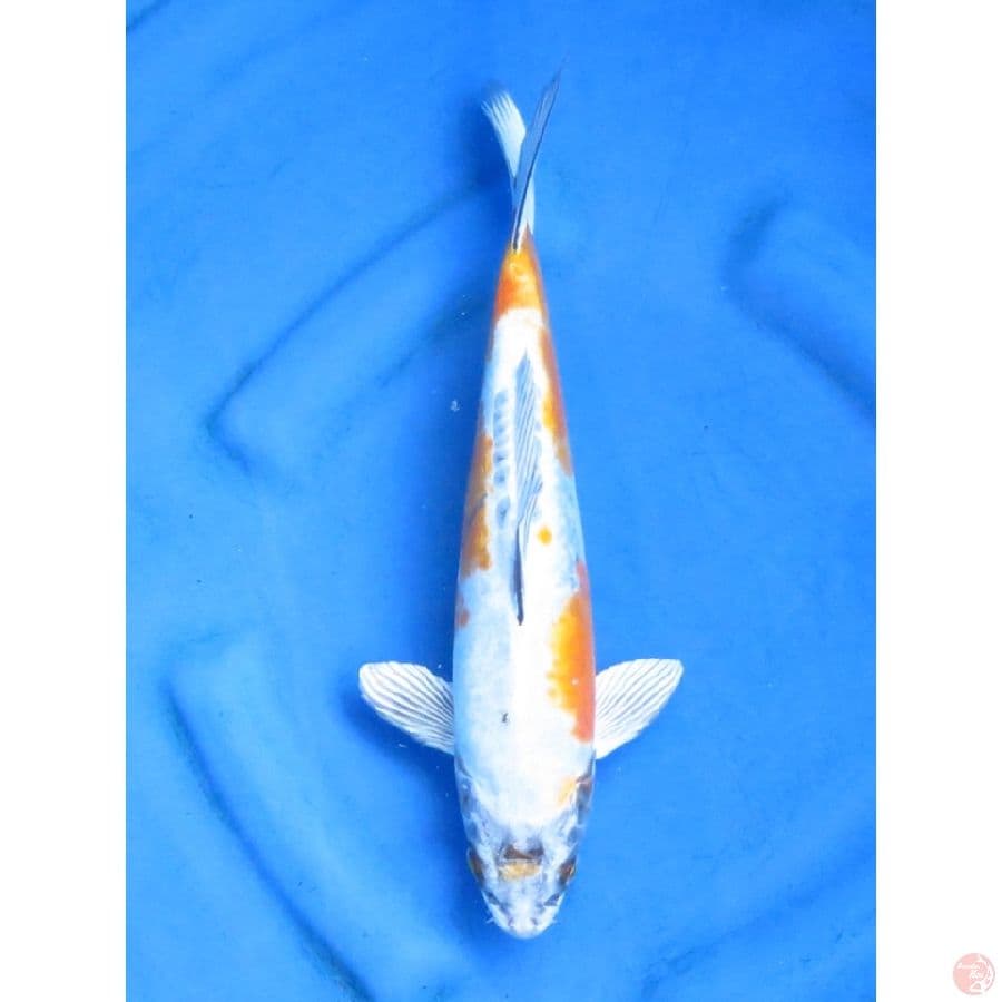 32cm - Benikiko
