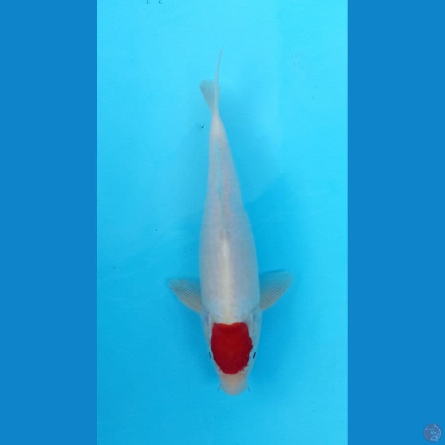 tancho kohaku 25cm