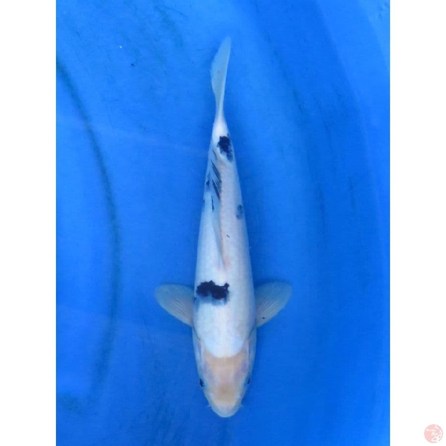 29cm - Bekko