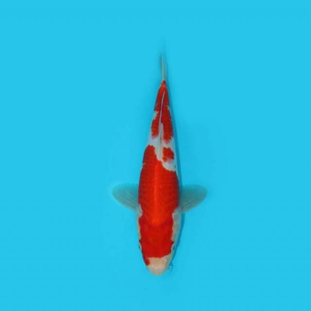 KOHAKU 27 CM
