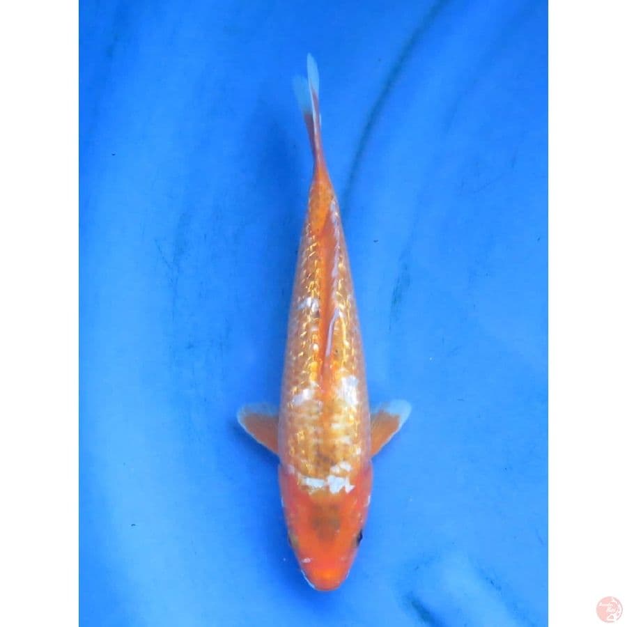32cm - kawarimono