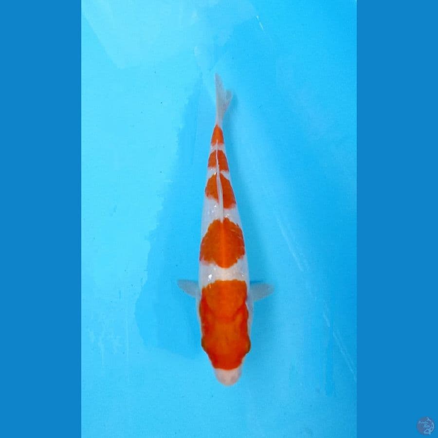 kohaku 21cm