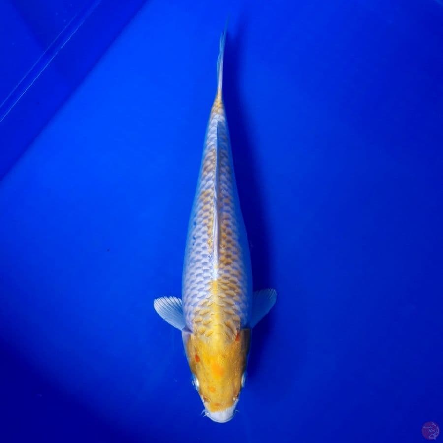 Hariwake 28cm