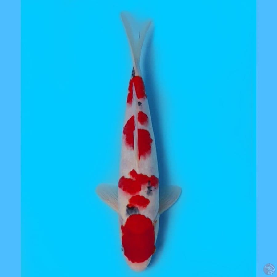 Sanke Subosumi 30cm