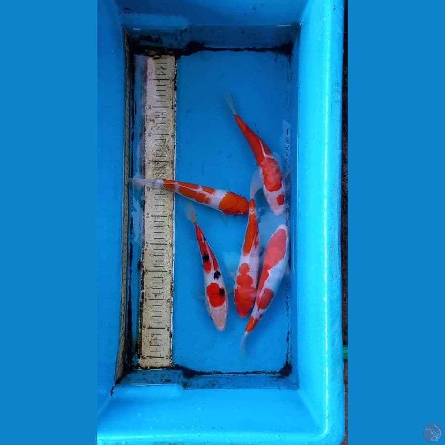 Paket 5ekor 23-25cm