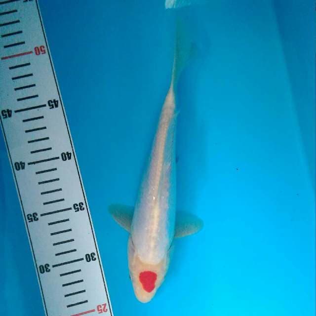 Tancho kohaku 25cm