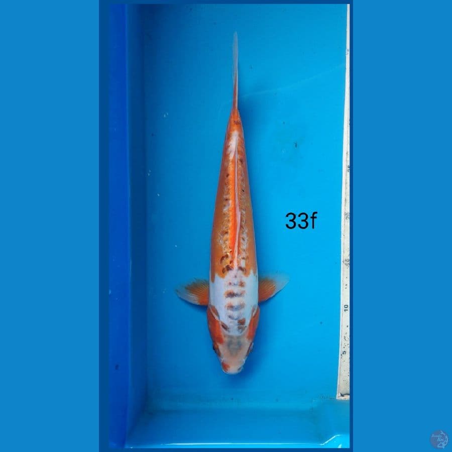 hana shusui, 33cm female