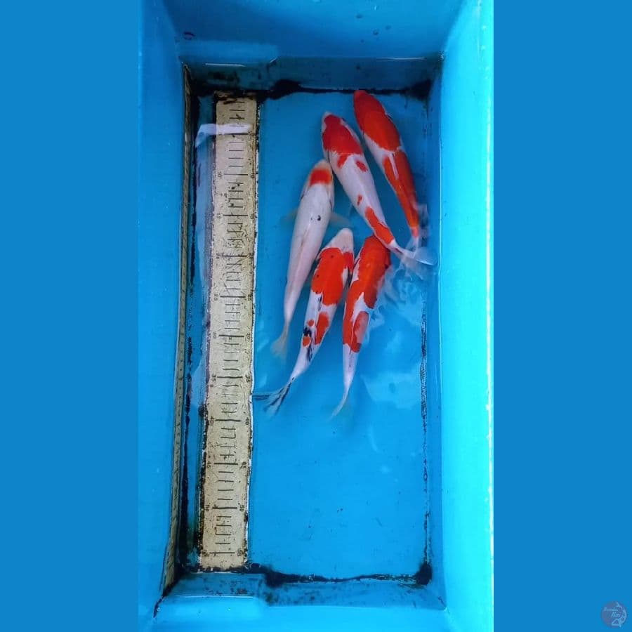 Paket 5 ekor 24-25cm
