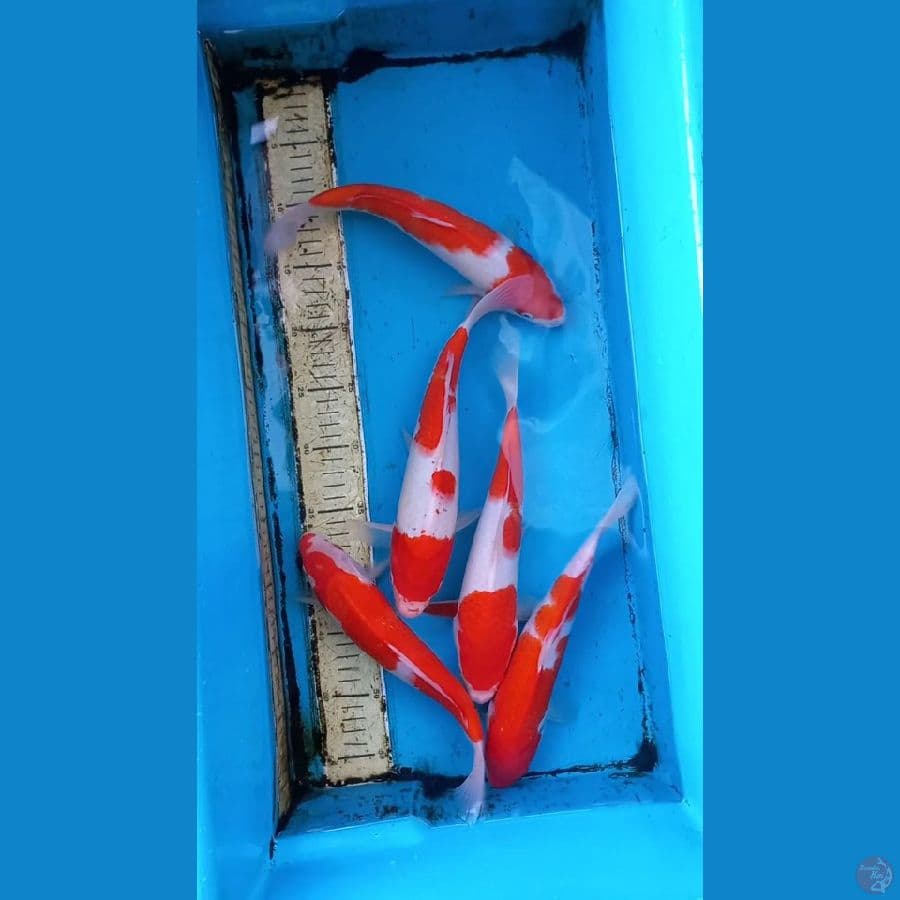 Paket 5ekor 27-29cm