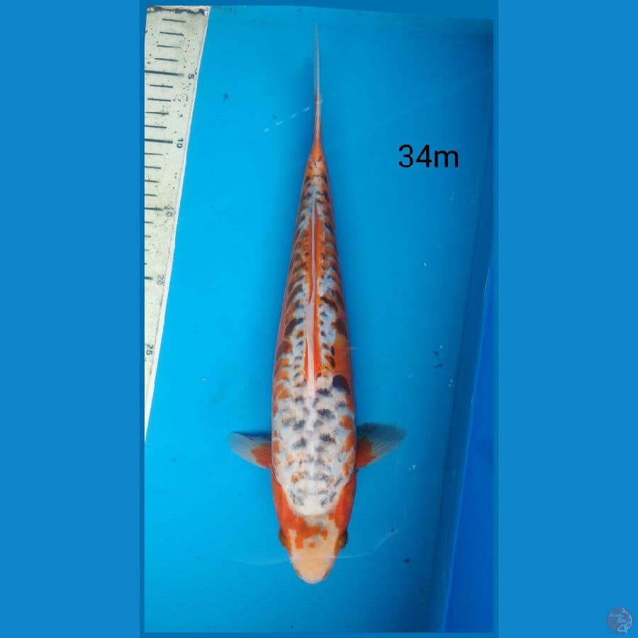 hana shusui, 34cm male
