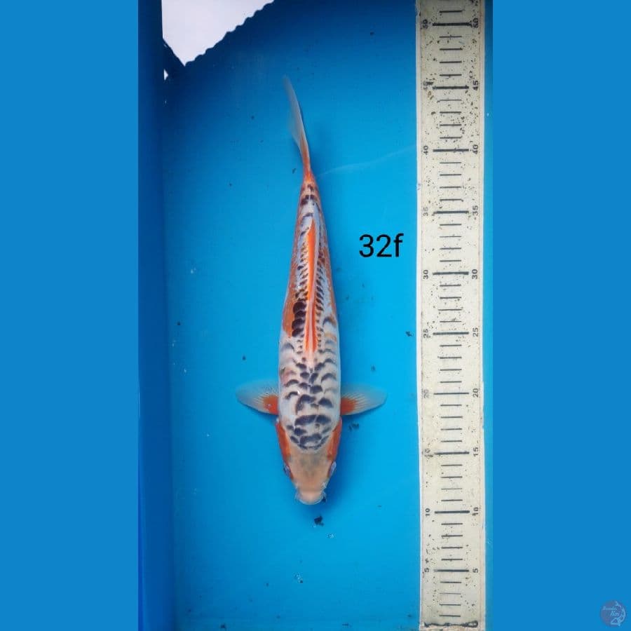 shusui, 32cm female