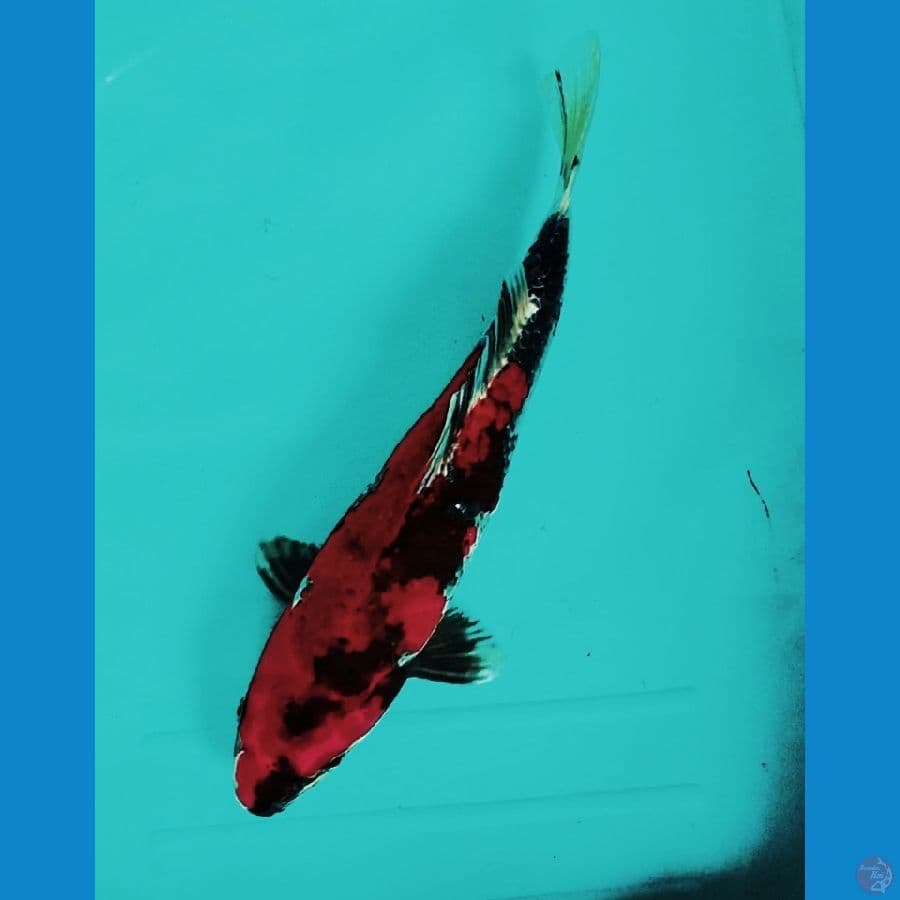 kin showa 34cm