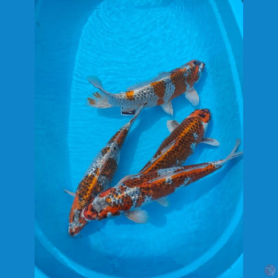 PAKET 4 EKOR KUJAKU 35 CM " BULKI "