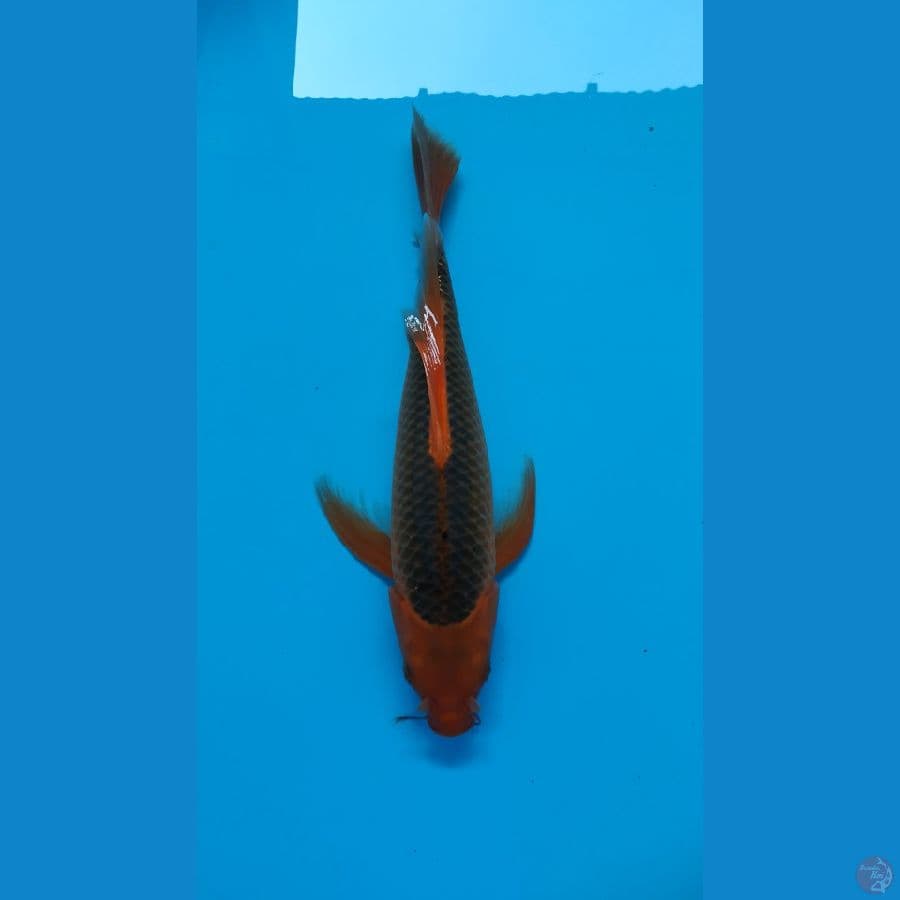 AKA MATSUBA KUMPAY 35CM RING RAPI