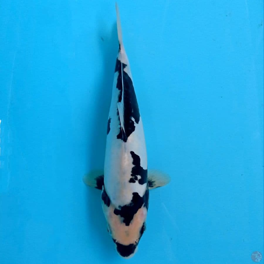 shiro doitsu murni, 24 cm