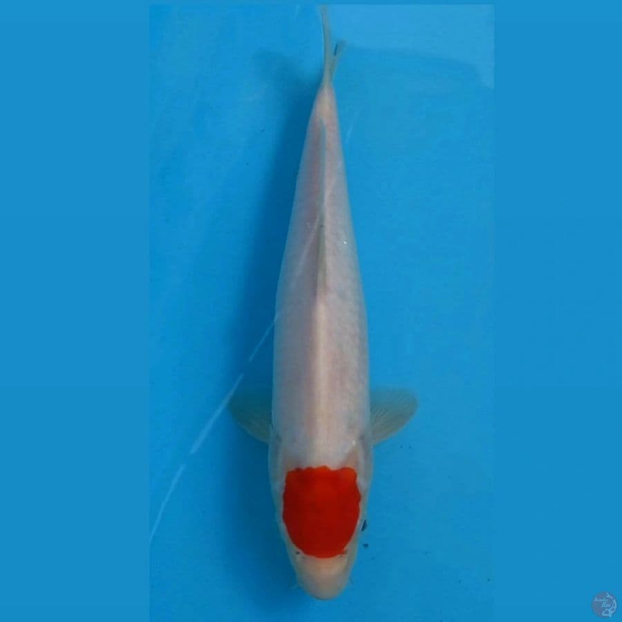 tancho kohaku, 26 cm