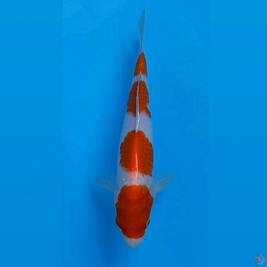 kohaku, 23 cm