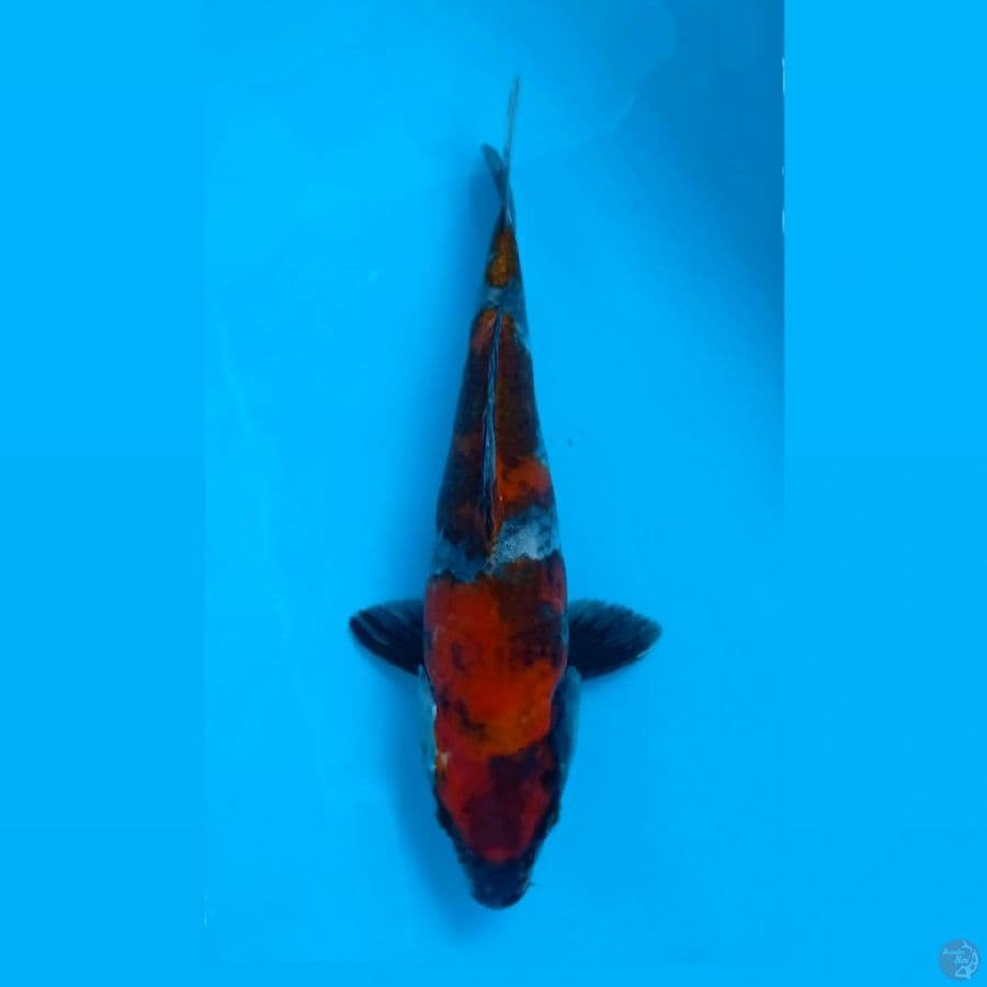 kage showa, 28 cm