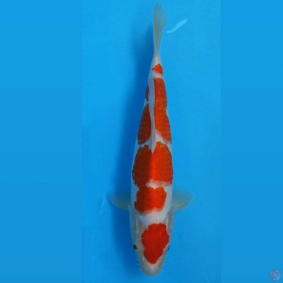 kohaku, 32 cm