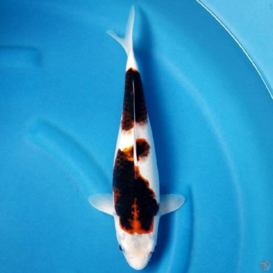 BUDHO GOROMO 35 CM