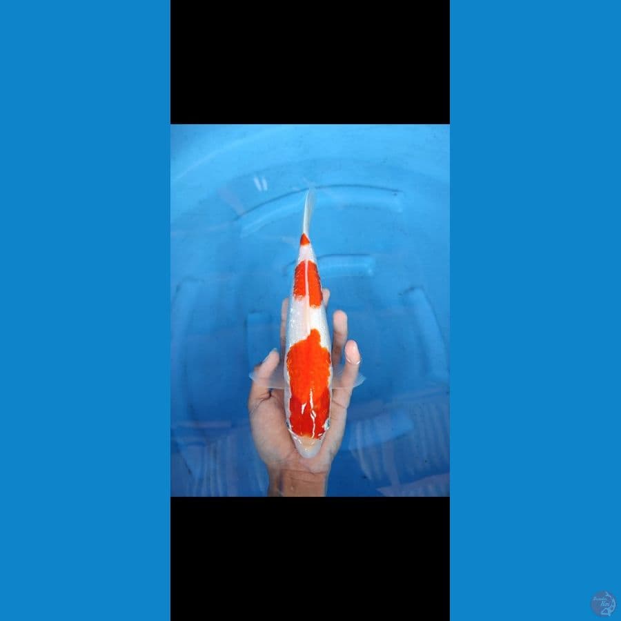 jenis : kohaku , size 29 cm ,famale