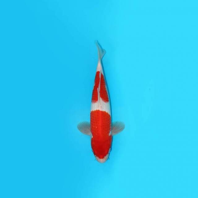 KOHAKU 28 CM