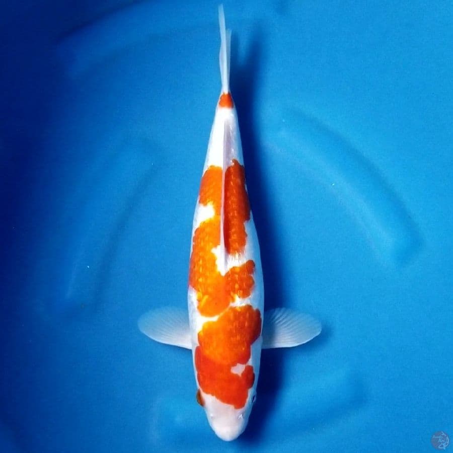 KOHAKU GINRIN 35 BU
