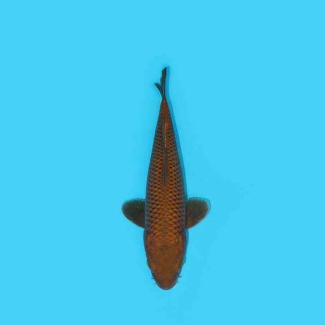CHAGOI TEMBAGA 31 CM
