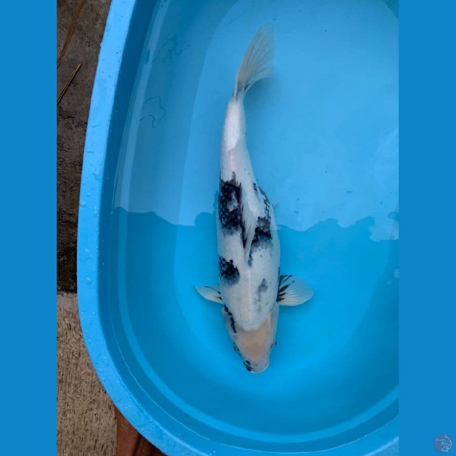 f1 siro tategoi  gendong telur 53cm