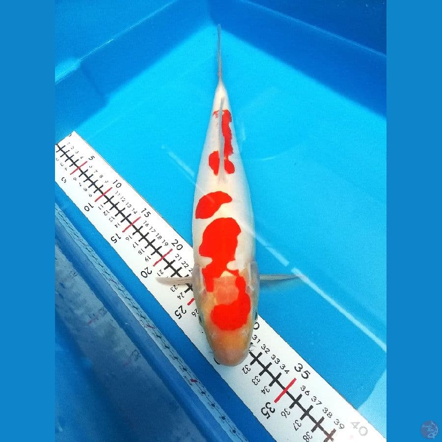 Kohaku 35cm