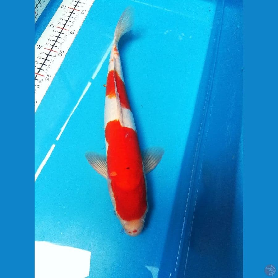 beny 35cm