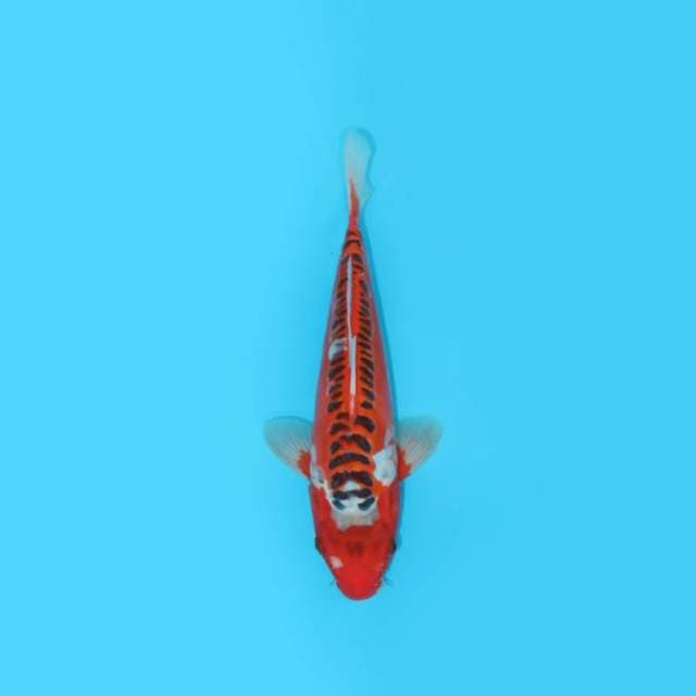 HANA SHUSUI 30 CM